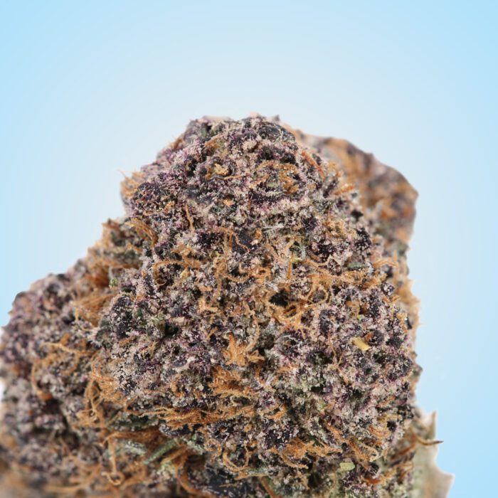Gelato Pop - Image 3